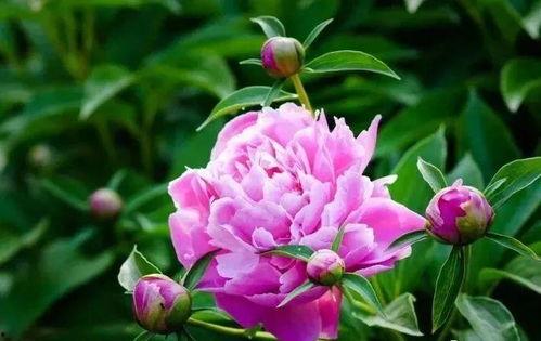 国产芍药寿命多长视频,揭秘其悠长寿命的秘密