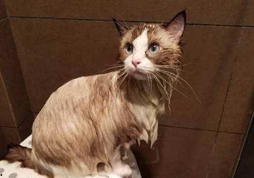 猫咪国产偷拍视频,揭秘国产猫咪偷拍视频背后的故事