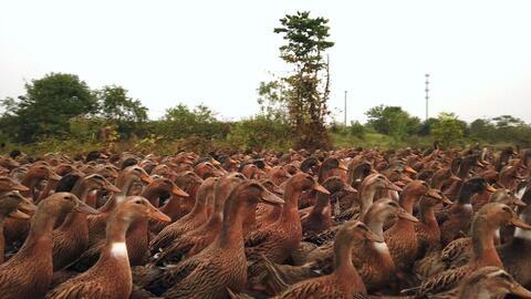 国产鸭子视频搞笑