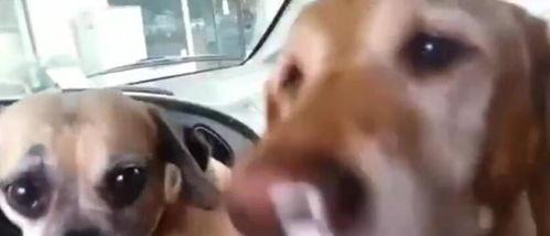 国产人与狗视频迅雷